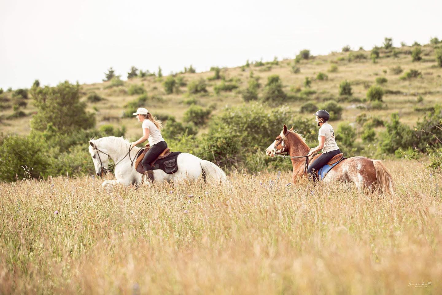 Attelage et balade à cheval sur le Causse